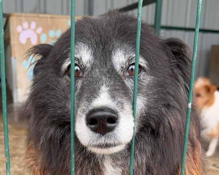 Pepsi, kleine, liebe, katzenverträgliche Hundedame sucht ein neues Für-Immer Plätzchen, 9J, 37cm