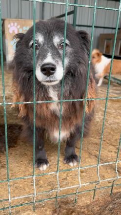 Pepsi, kleine, liebe, katzenverträgliche Hundedame sucht ein neues Für-Immer Plätzchen, 9J, 37cm