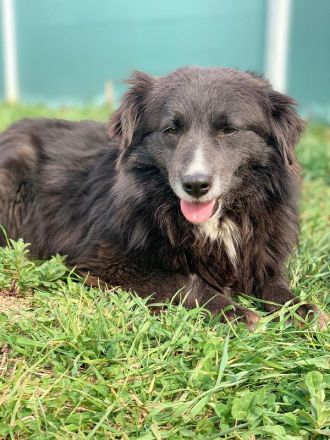 Pepsi, kleine, liebe, katzenverträgliche Hundedame sucht ein neues Für-Immer Plätzchen, 9J, 37cm