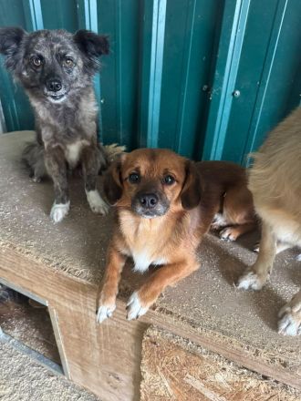 Smokey, zarter, ca. 2-3 jähriger Rüde sucht ein neues Zuhause, 3J, 37cm