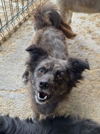 Smokey, zarter, ca. 2-3 jähriger Rüde sucht ein neues Zuhause, 3J, 37cm