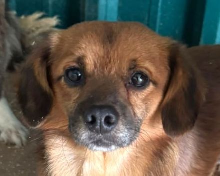 Toni, liebenswerter, kleiner Kerl braucht ein neues Zuhause, 2,5J, klein