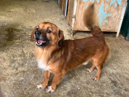 Toni, liebenswerter, kleiner Kerl braucht ein neues Zuhause, 2,5J, klein