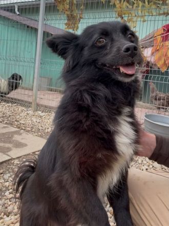 Vicky, zarte, liebe, kleine Hundedame hat ihr Zuhause verloren und sucht nun ein neues, 4J, 30cm