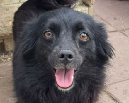 Vicky, zarte, liebe, kleine Hundedame hat ihr Zuhause verloren und sucht nun ein neues, 4J, 30cm