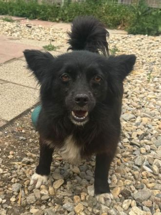 Vicky, zarte, liebe, kleine Hundedame hat ihr Zuhause verloren und sucht nun ein neues, 4J, 30cm