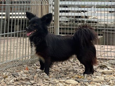 Vicky, zarte, liebe, kleine Hundedame hat ihr Zuhause verloren und sucht nun ein neues, 4J, 30cm