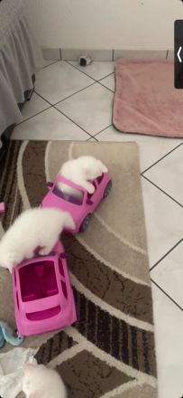 🐾 Wunderschöne Britisch Kurzhaar (BKH) Kitten suchen ein liebevolles Zuhause 🐾