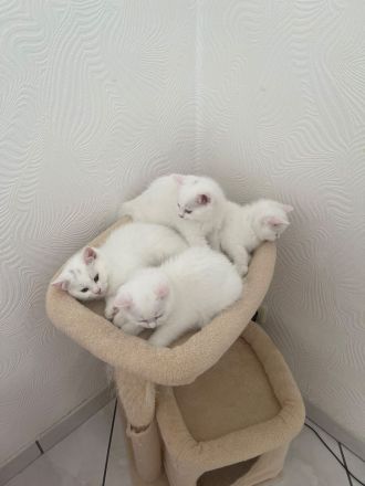 🐾 Wunderschöne Britisch Kurzhaar (BKH) Kitten suchen ein liebevolles Zuhause 🐾