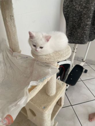 🐾 Wunderschöne Britisch Kurzhaar (BKH) Kitten suchen ein liebevolles Zuhause 🐾