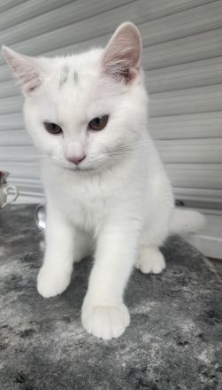 🐾 Wunderschöne Britisch Kurzhaar (BKH) Kitten Ab Sofort !!suchen ein liebevolles Zuhause 🐾