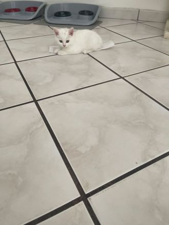 🐾 Wunderschöne Britisch Kurzhaar (BKH) Kitten suchen ein liebevolles Zuhause 🐾