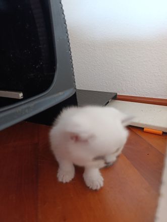 Reinrassige BKH Kitten