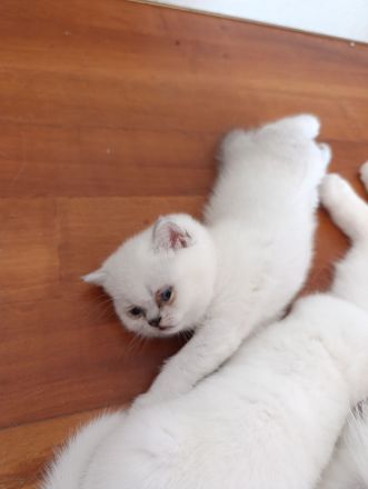 Reinrassige BKH Kitten