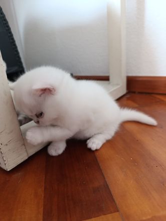 Reinrassige BKH Kitten