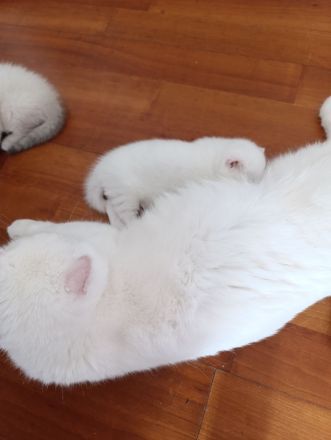 Reinrassige BKH Kitten