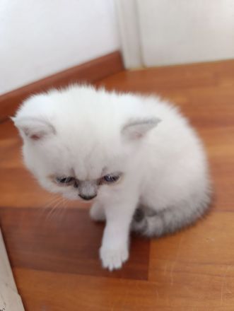 Reinrassige BKH Kitten