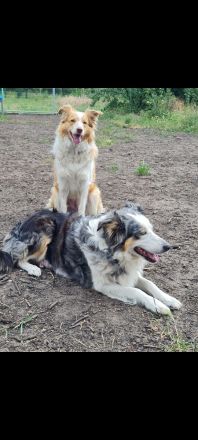 Border Collie Welpen