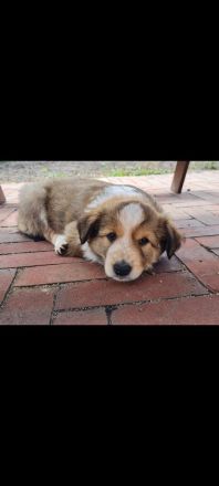 Border Collie Welpen