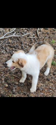 Border Collie Welpen