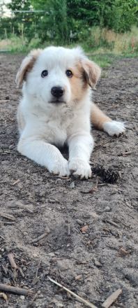 Border Collie Welpen