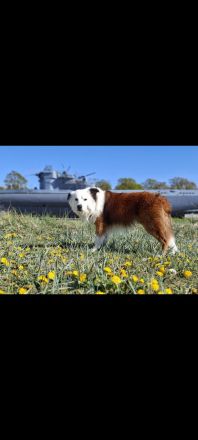 Border Collie Welpen