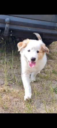 Border Collie Welpen