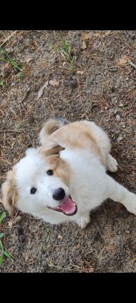 Border Collie Welpen