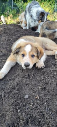 Border Collie Welpen