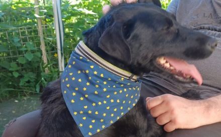 Amber sucht ein aktives Zuhause