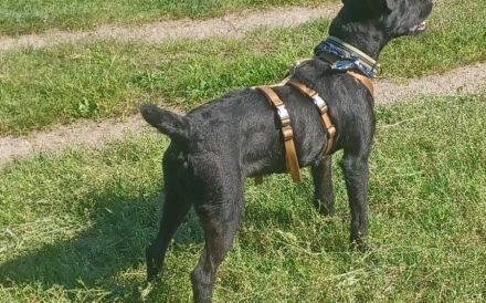Amber sucht ein aktives Zuhause