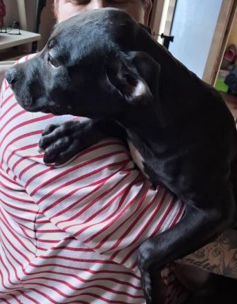 Labrador Mischling rüde hündin  welpe