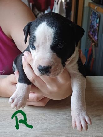 Labrador welpen Mischling