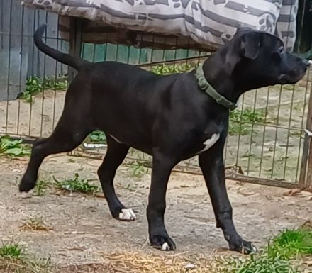 Labrador Mischling welpe