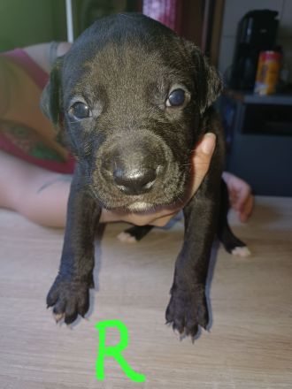 Labrador welpen Mischling