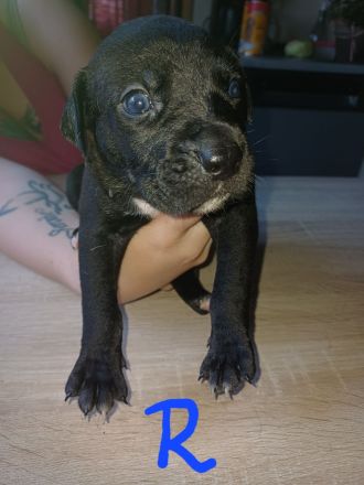 Labrador welpen Mischling