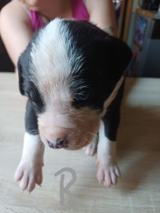 Labrador welpen Mischling