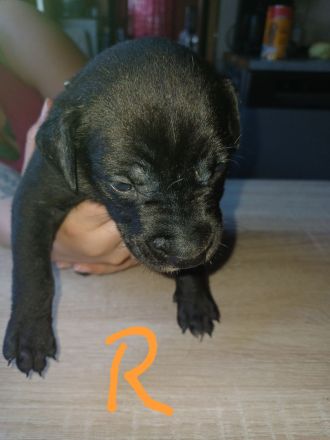 Labrador welpen Mischling