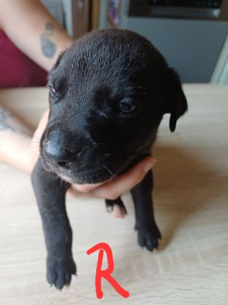Labrador welpen Mischling