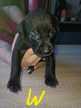 Labrador welpen Mischling