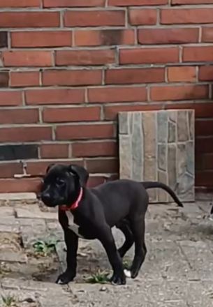 Labrador welpen Mischling