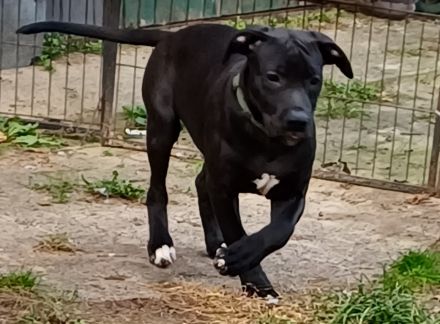 Labrador Mischling welpe