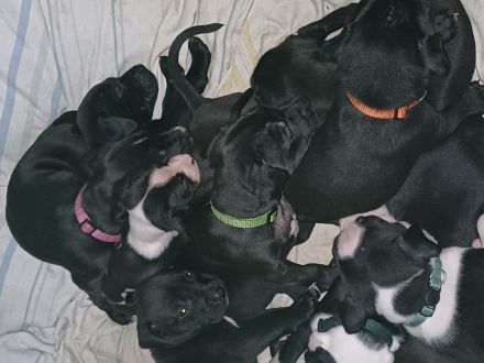 Labrador welpen Mischling