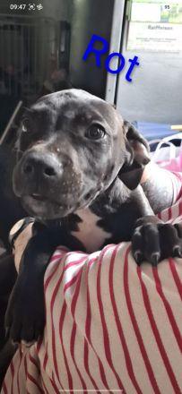 Labrador Mischling rüde hündin  welpe