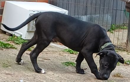 Labrador Mischling welpe