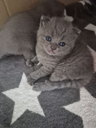 Britisch Kurzhaar Kitten