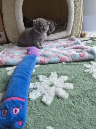 Britisch Kurzhaar Kitten