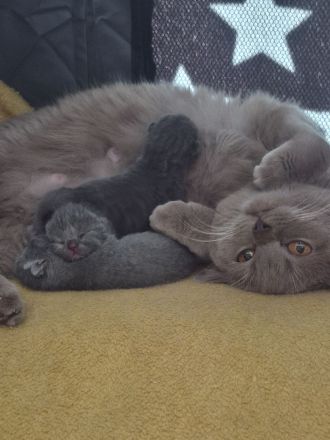 Britisch Kurzhaar Kitten