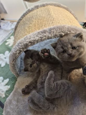 Britisch Kurzhaar Kitten