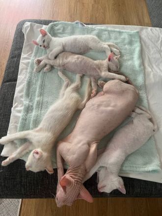 Don Sphynx